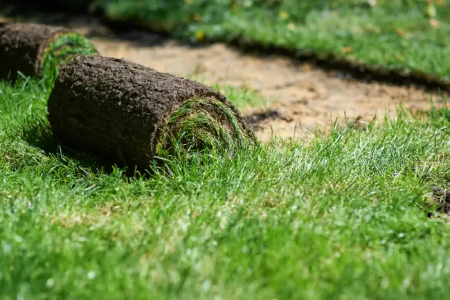 How long after installing sod can you walk on it in Gresham, OR