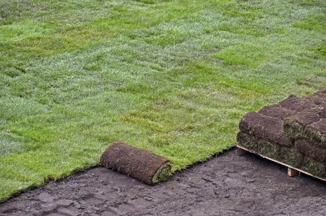 How long after installing sod can you walk on it in Gresham, OR