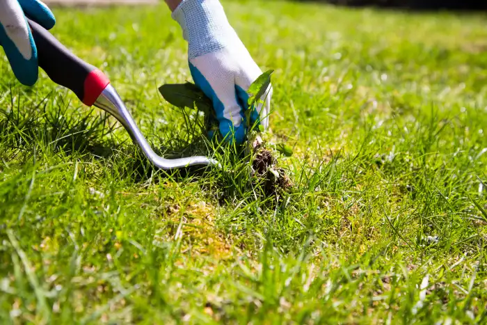 How to clear a yard full of weeds in Gresham, OR