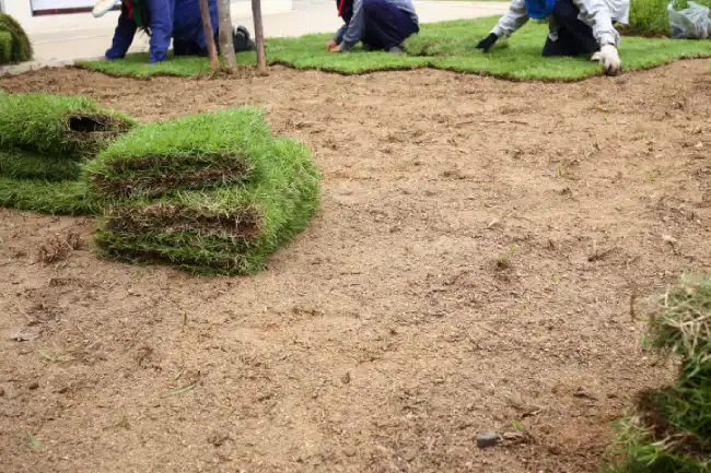 How to lay sod over existing lawn in Gresham, OR